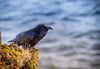 Raven - Canvas Prints
