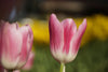 Pink Tulip - Canvas Prints