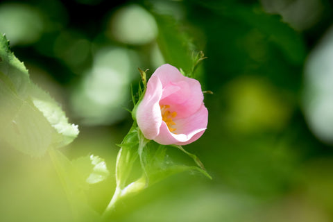 Dog Rose by Peter Garner