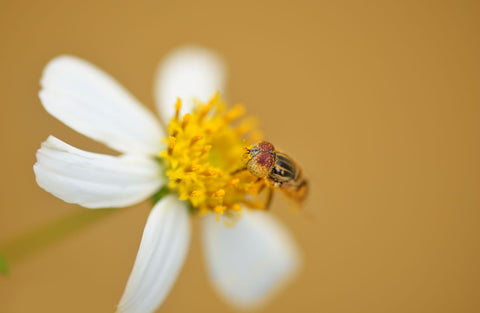 Bee Work - Canvas Prints