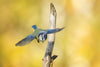 The Blue Tit In For Landing - Canvas Prints