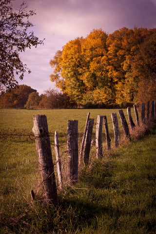 Autumn Feel by AnneCecile Art