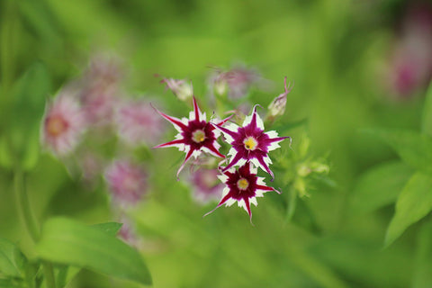 Flowers - Framed Prints by Senthil Kumar Ramachandran