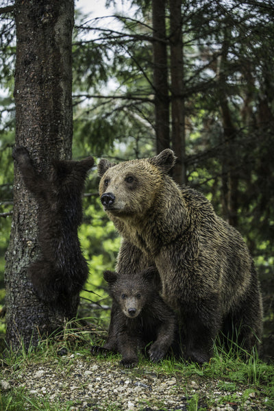 Family Bear. - Art Prints