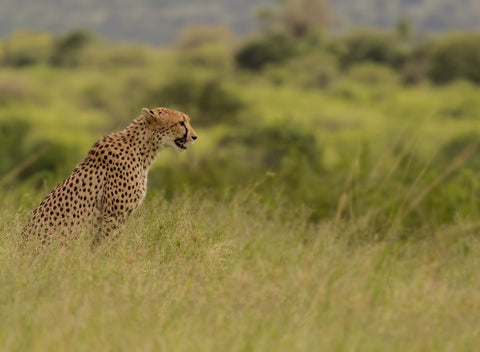 Cheetah Seeking - Canvas Prints