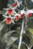 Dendrobium - Canvas Prints