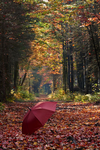 Umbrella - Large Art Prints by Stephen Clough