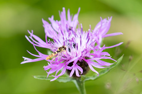 Visiting The Flower by Peter Garner