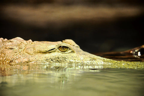 Fiery Eye by Chiranjib Mazumdar