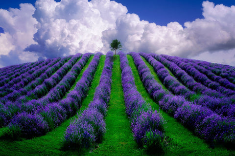 The Essence - Large Art Prints by The LightHunter