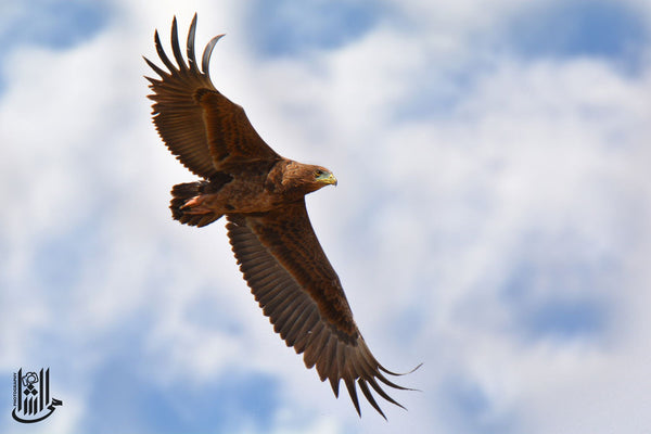 Golden Eagle - Framed Prints