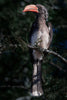 Crowned Hornbill - Framed Prints