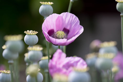 Poppies - Posters