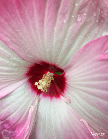 Dulce Rosa - Art Prints by Irene Neno Diaz