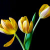 Yellow Tulips - Art Prints