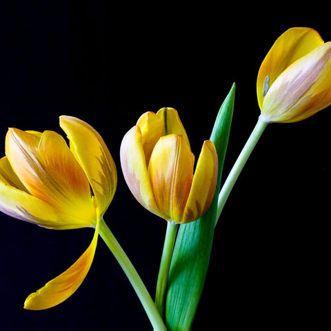 Yellow Tulips - Framed Prints by Sina Irani