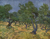 Olive Grove - Framed Prints