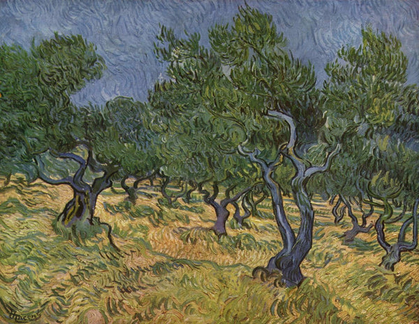 Olive Grove - Canvas Prints