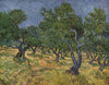 Olive Grove - Canvas Prints