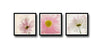 Set Of 3 Delicate Gerberas In Bloom - Premium Quality Framed Digital Print (18 x 18 inches)