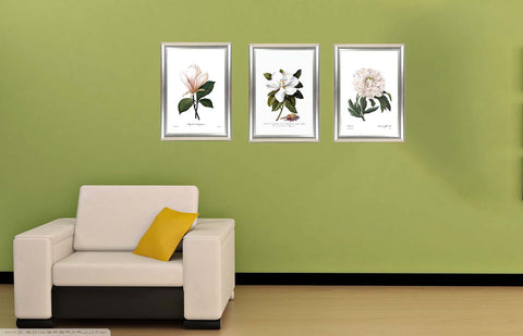 Set Of 3 Botanical - Magnolia Soulangiana, Pivoine, Magnolia - Premium Quality Framed Digital Print (18 x 24 inches) by Susie Bryan