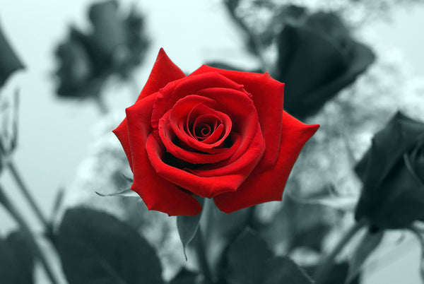 Best Valentine's Day Gift - Red Rose - Framed Prints