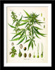 Set Of 5 Botanical Illustrations - Premium Quality Framed Digital Print With Matte And Glass (17 x 12 inches) each