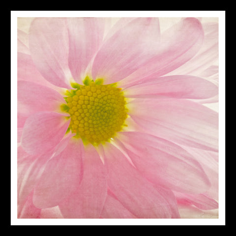 Set Of 3 Delicate Gerberas In Bloom - Premium Quality Framed Digital Print (18 x 18 inches) by Susie Bryan