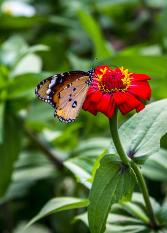 Butterfly on the Flower - Framed Prints by Hassan Najmy
