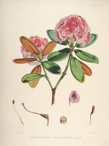Rhododendrons of Sikkim-Himalaya - Vintage Botanical Floral Illustration Art Print from 1845 - Framed Prints by Stella