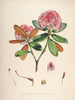 Rhododendrons of Sikkim-Himalaya - Vintage Botanical Floral Illustration Art Print from 1845 - Framed Prints
