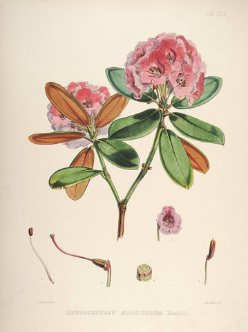 Rhododendrons of Sikkim-Himalaya - Vintage Botanical Floral Illustration Art Print from 1845 - Posters by Stella