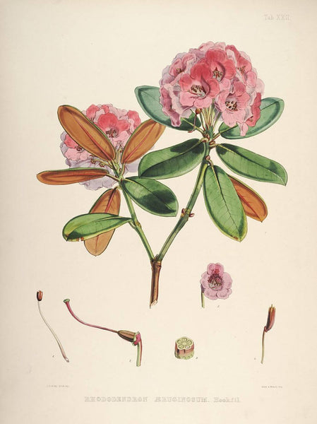 Rhododendrons of Sikkim-Himalaya - Vintage Botanical Floral Illustration Art Print from 1845 - Art Prints