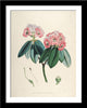 Set Of 5 Rhododendrons Roylii- Vintage Sikkim Himalaya  Botanical Illustration 1845 - Premium Quality Framed Digital Print With Matte And Glass (17 x 12 inches) each