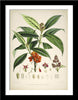 Set Of 5 Botanical Illustrations - Premium Quality Framed Digital Print With Matte And Glass (17 x 12 inches) each