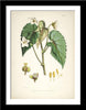 Set Of 5 Botanical Illustrations - Premium Quality Framed Digital Print With Matte And Glass (17 x 12 inches) each