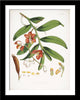 Set Of 3 Botanical Illustrations - Premium Quality Framed Digital Print With Matte And Glass (17 x 12 inches) each