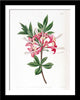 Set Of 3 Botanical Illustrations - Premium Quality Framed Digital Print With Matte And Glass (17 x 12 inches) each