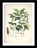 Set Of 5 Botanical Illustrations - Premium Quality Framed Digital Print With Matte And Glass (17 x 12 inches) each