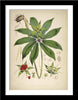 Set Of 6 Botanical Illustrations - Premium Quality Framed Digital Print With Matte And Glass (17 x 12 inches) each