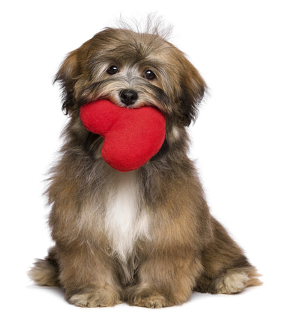 Valentines Day Gift - Cute Dog with Heart - Canvas Prints by Sina Irani