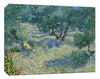 Set Of 4 Olive Trees - Premium Quality Gallery Wrap (14 x 18 inches)