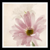 Set Of 3 Delicate Gerberas In Bloom - Premium Quality Framed Digital Print (18 x 18 inches)