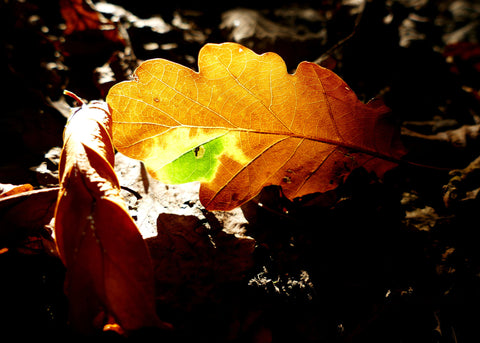 Autumnal Theatre - Canvas Prints