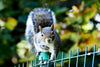 Curious Squirrel - Large Art Prints