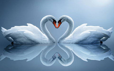 Swan Love - Posters by Sina Irani
