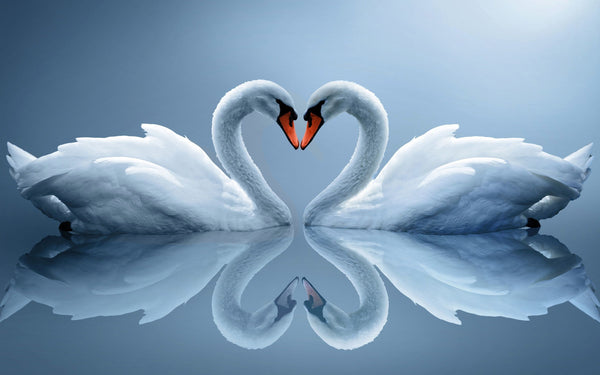 Swan Love - Framed Prints