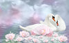 Valentine's Day Gift - Swan Romance - Framed Prints