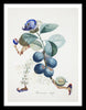 Set Of 4 Fruit Series Paintings By Salvador Dali - Premium Quality Framed Digital Print (19 x 24 inches)