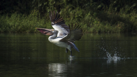 Pelican Take Off - Large Art Prints by Sunnys Snaps